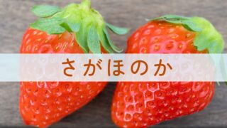 さがほのか～やさしい甘さと艶やかな美しさ、佐賀生まれの定番いちご