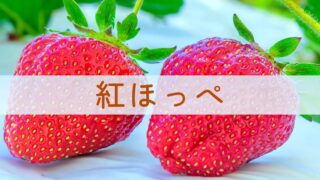 紅ほっぺ（べにほっぺ）～甘さ・酸味・コクがそろった「いちご本来の味わい」を楽しめる王道品種