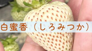 しろみつか（白蜜香）～完熟すると香る“パイナップル”。香りと甘さで魅せる白いちご